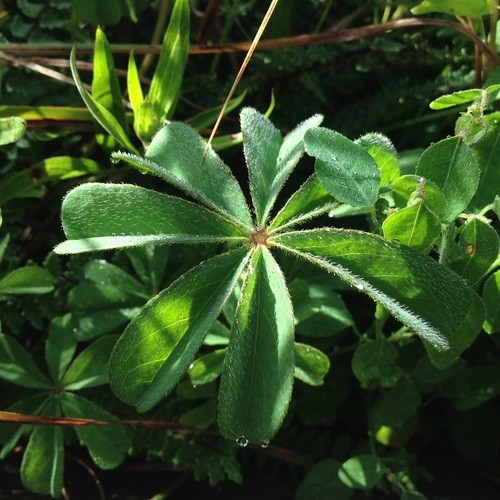 Wood sorrels Care (Watering, Fertilize, Pruning, Propagation) PictureThis