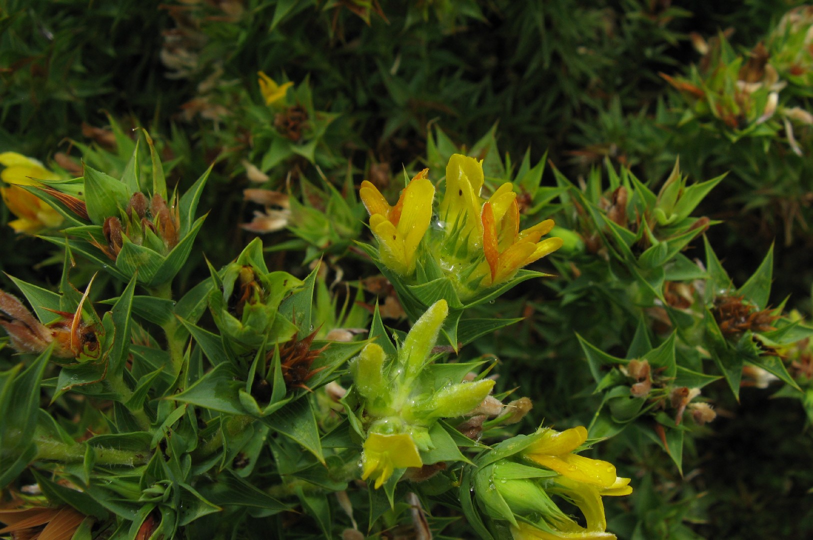 Aspalathus cordata PictureThis