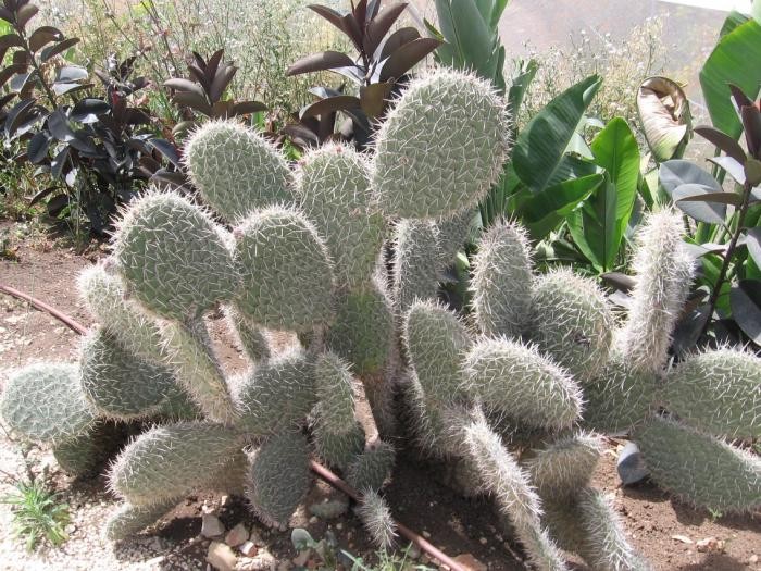 オプンチア・レウコトリカ (Opuntia leucotricha) - PictureThis