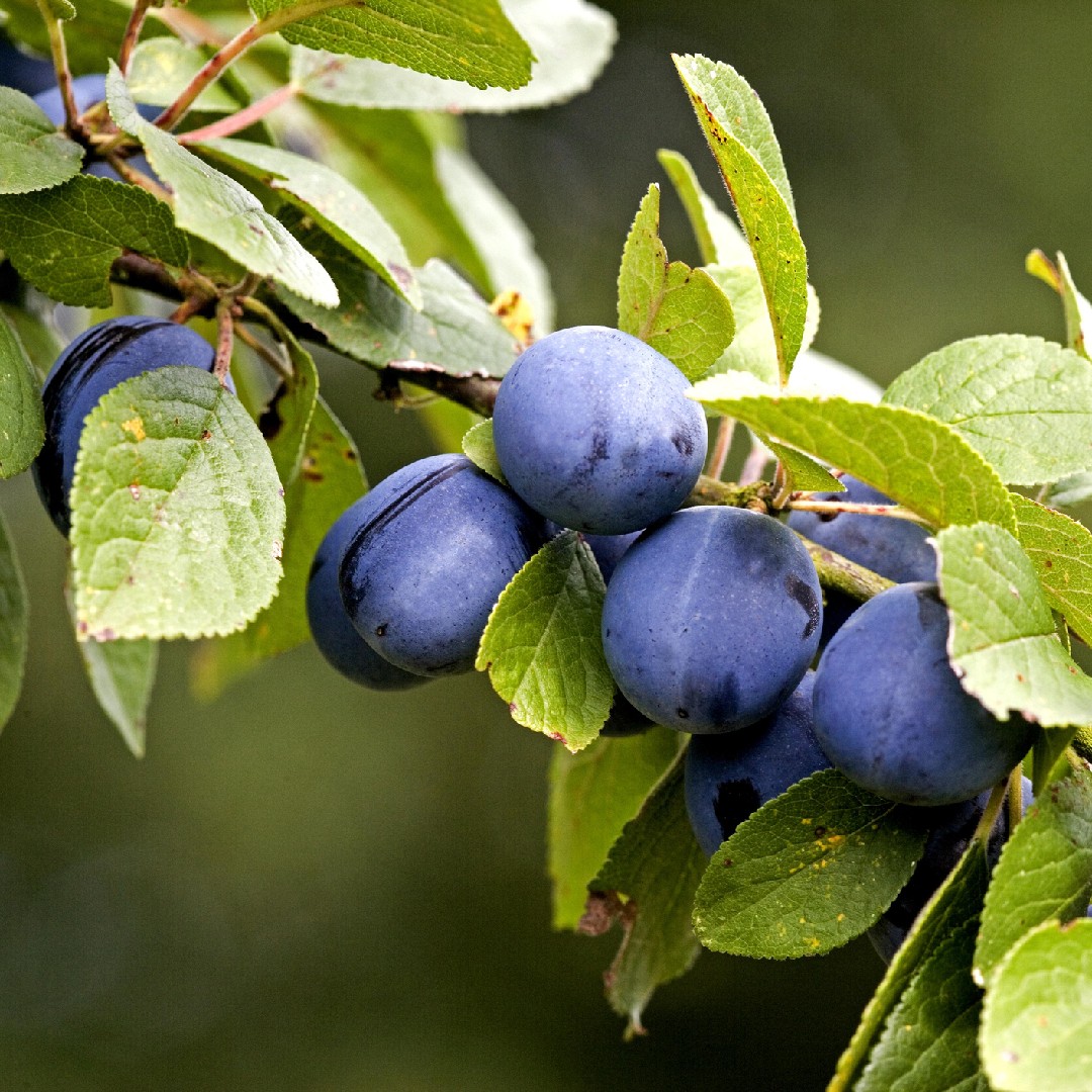 european plum (prunus domestica) tree, flower, uses - picturethis