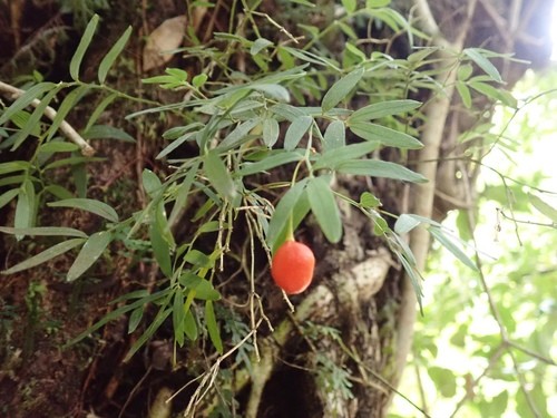 Luzuriaga radicans PictureThis