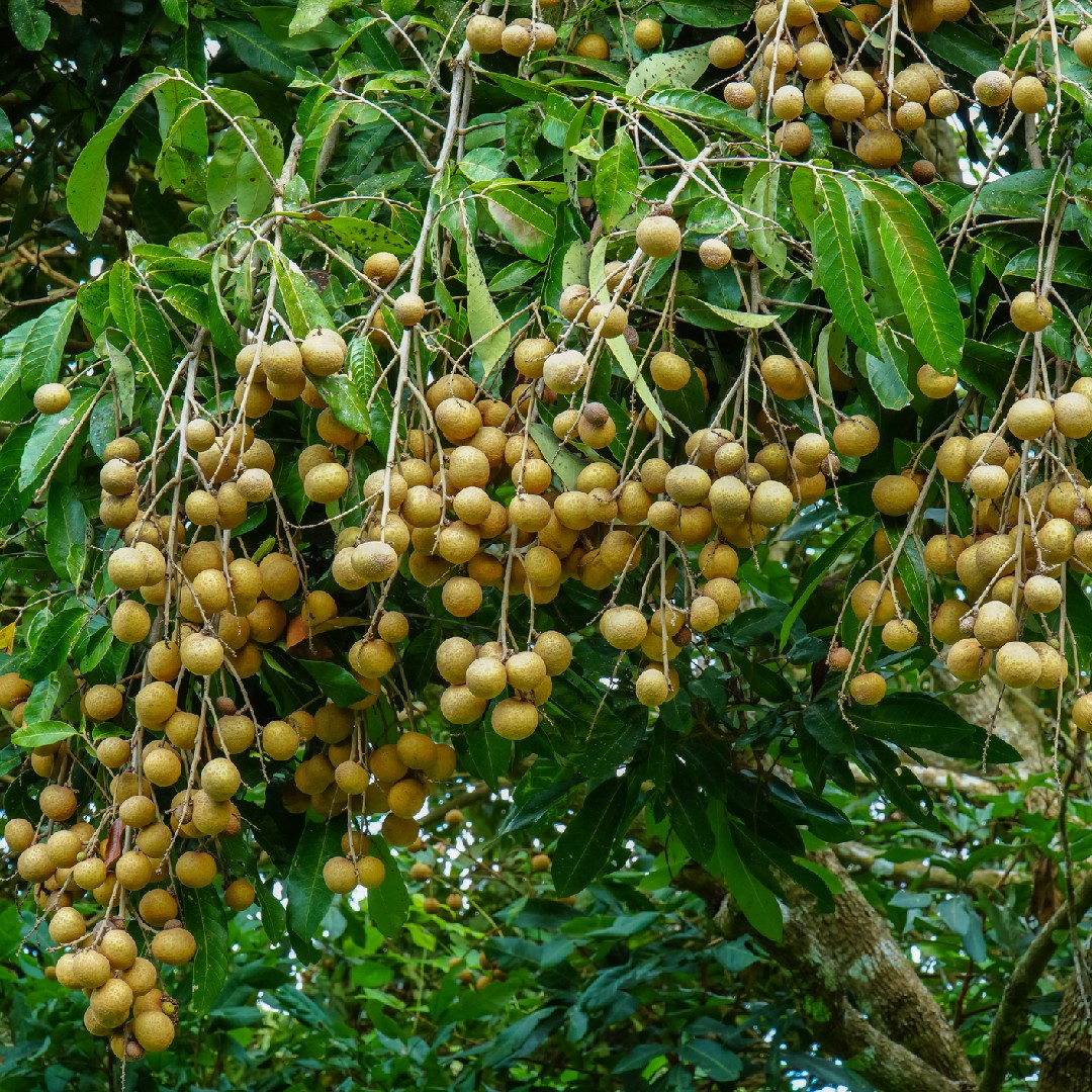 龍眼 (Dimocarpus longan) 照顧,種植,繁殖,開花時間 - PictureThis