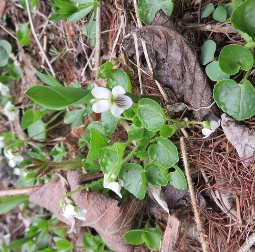 Violeta hoja de riñón (Viola renifolia) - PictureThis