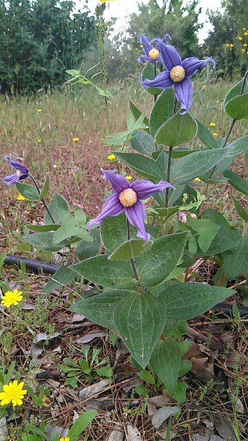 Clematis Integrifolia Clematis Integrifolia Picturethis