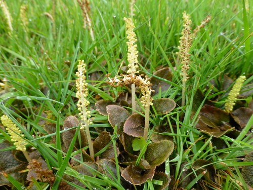 Gunnera prorepens PictureThis