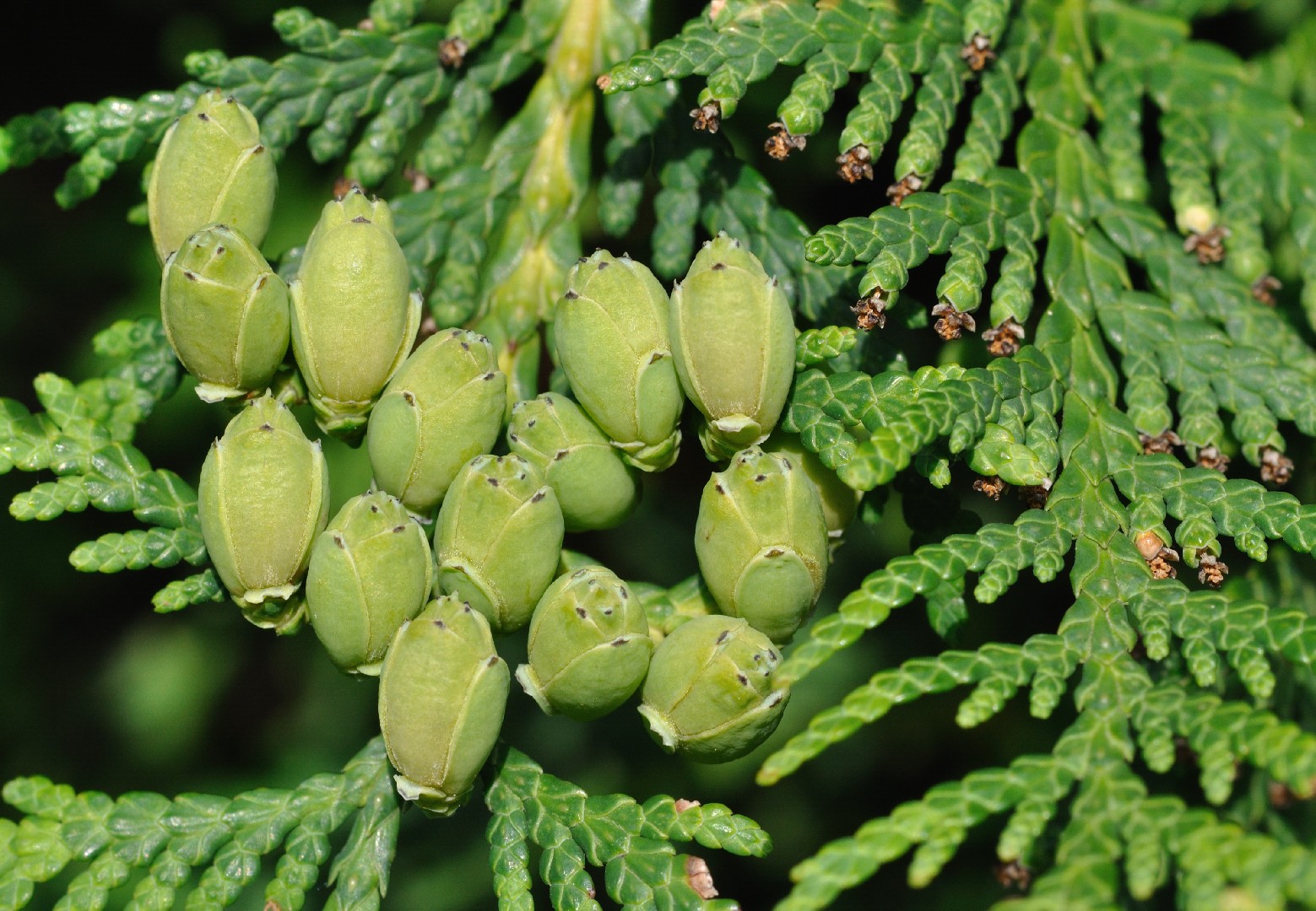 How to identify Arborvitae (Thuja occidentalis)
