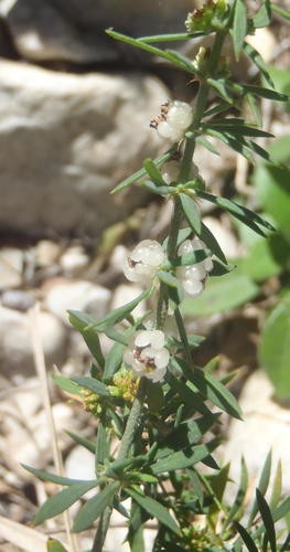 Pollichia campestris PictureThis