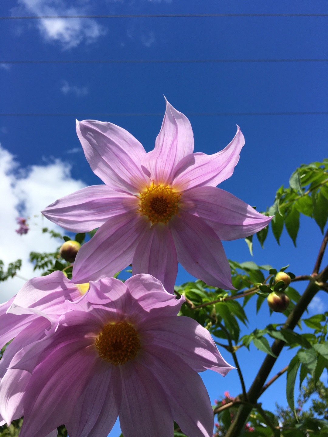 コウテイダリア（皇帝ダリア）の判定方法 (Dahlia imperialis)