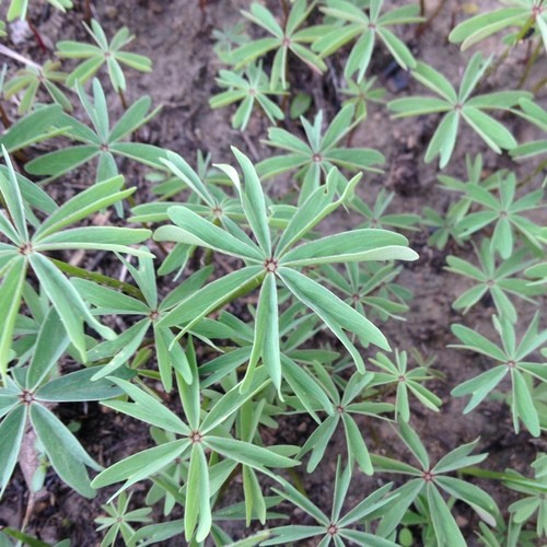 Wood sorrels Care (Watering, Fertilize, Pruning, Propagation) PictureThis