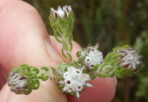 Phylica keetii PictureThis