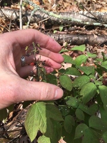 Caulophyllum giganteum PictureThis