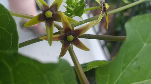 Anglepod (Gonolobus suberosus) Flower, Leaf, Care, Uses - PictureThis