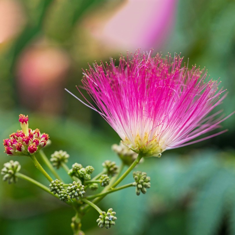 ネムノキ（合歓の木） (Albizia julibrissin) 花言葉，毒性，よくある質問 - PictureThis