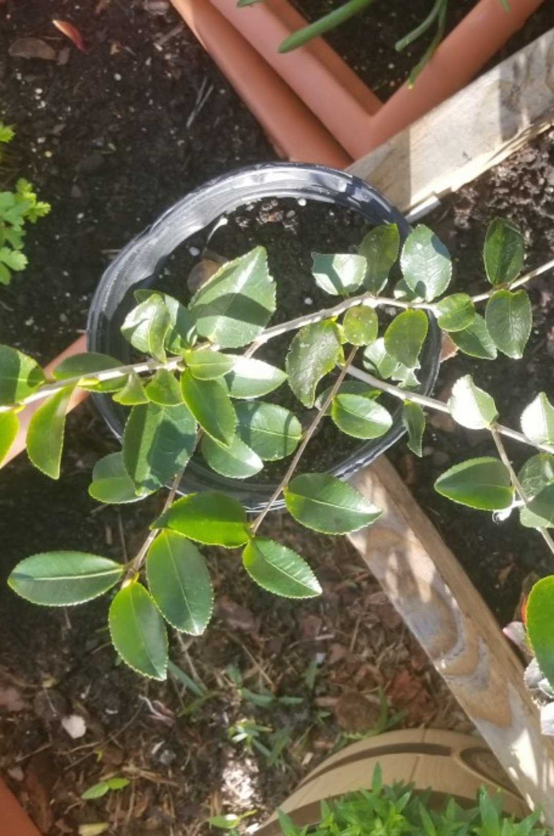 Eurya chinensis PictureThis