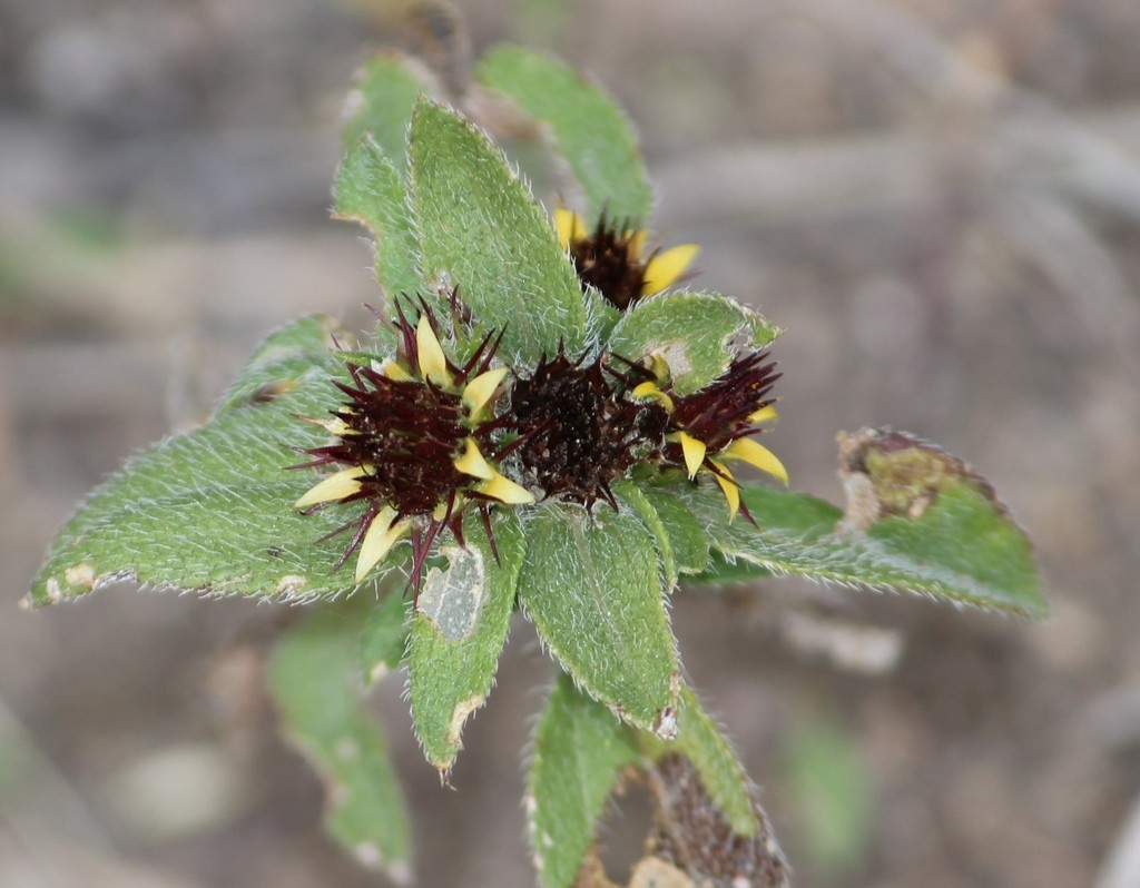 Sanvitalia angustifolia - PictureThis