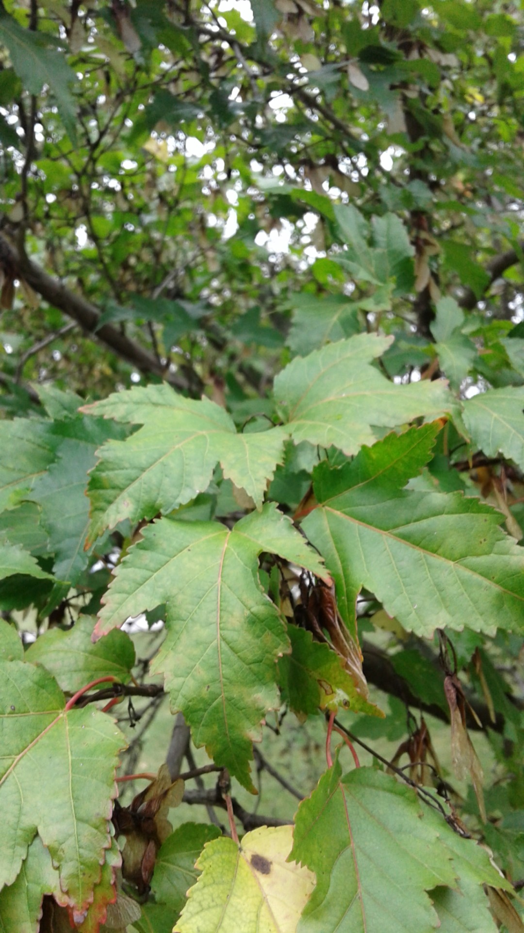 カラコギカエデ（鹿子木楓）の判定方法 (Acer tataricum subsp. ginnala)