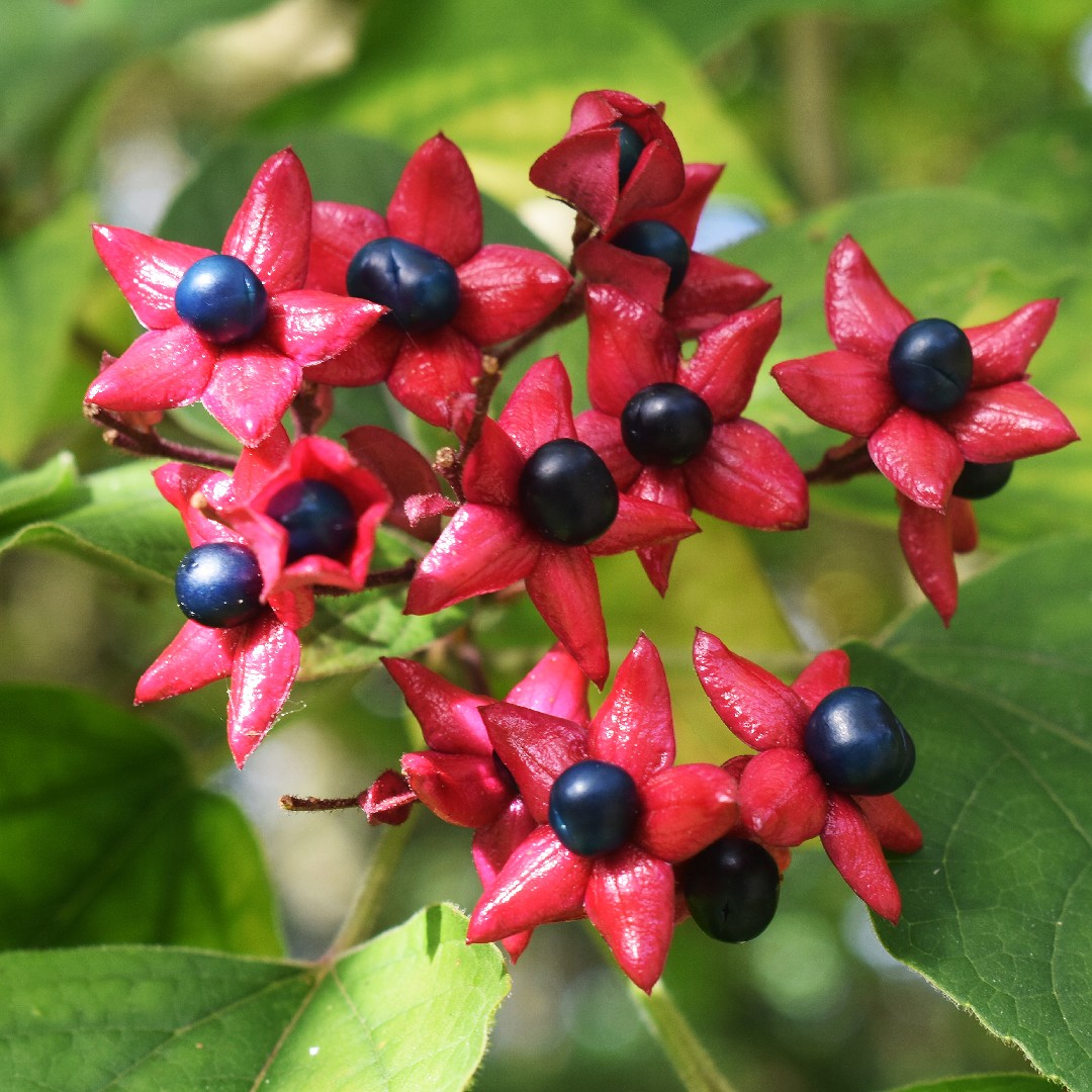 harlequin-glorybower-clerodendrum-trichotomum-flower-leaf-care