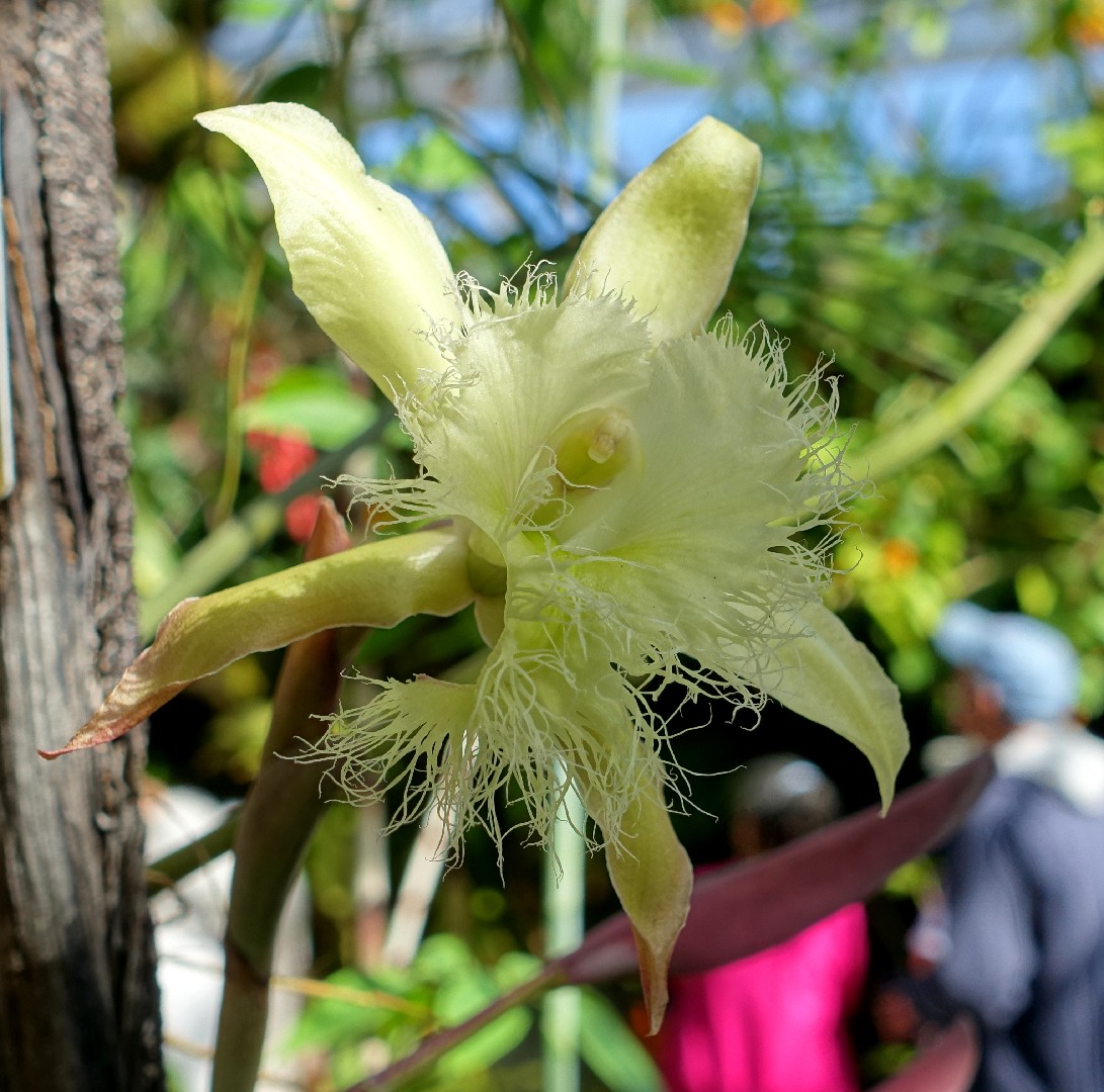 Digby's beaked laelia (Rhyncholaelia digbyana) Flower, Leaf, Care, Uses -  PictureThis