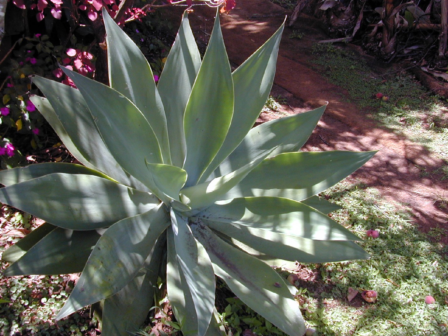 agave dublin Agave attenuata (Fox Tail Agave) – Plants Express main image 1