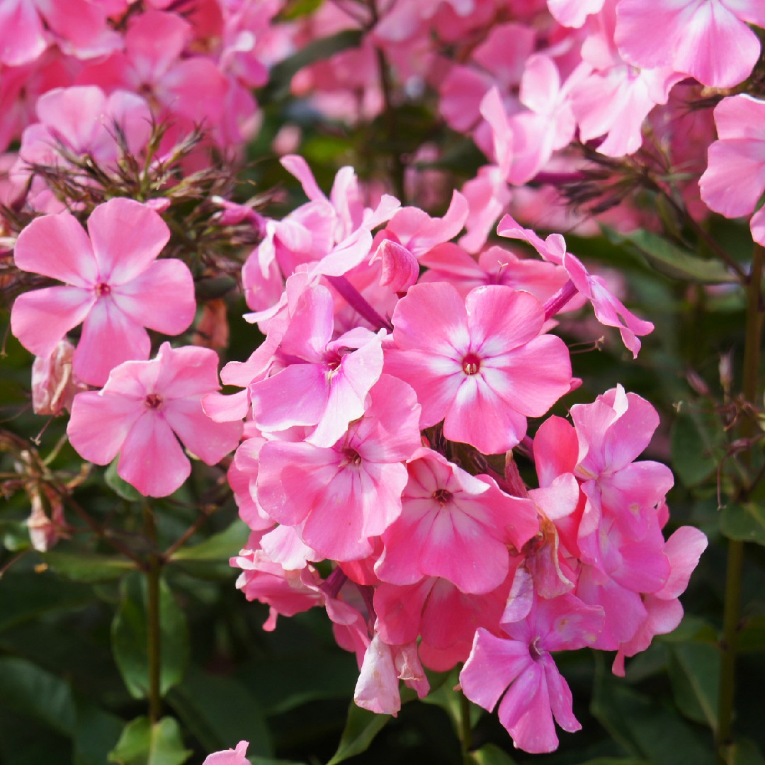 Largeleaf Phlox (Phlox amplifolia) Flower, Leaf, Care, Uses - PictureThis