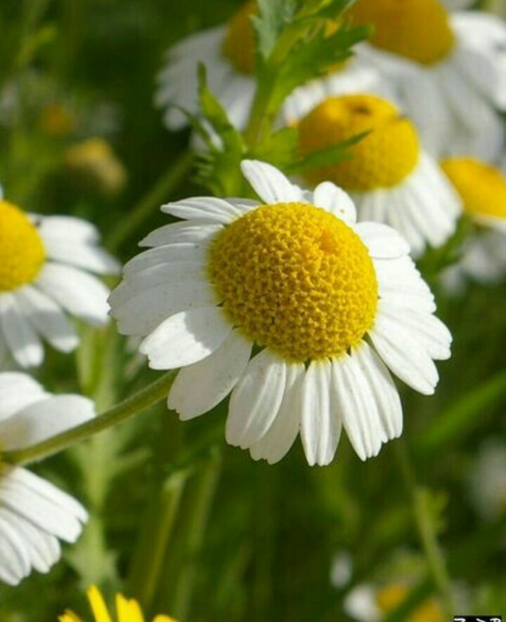 ローマンカモミールの判定方法 (Chamaemelum nobile)