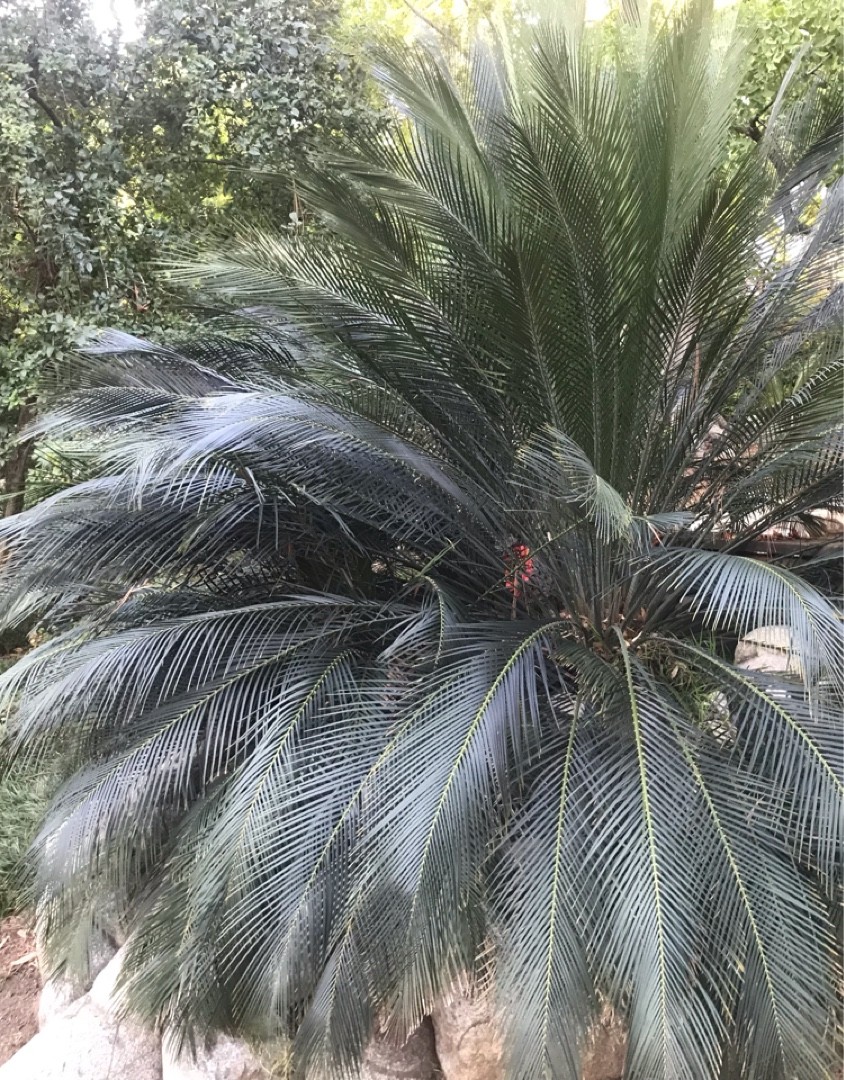 太株 マクロザミア ムーレイ Macrozamia moorei 美しい オーストラリア