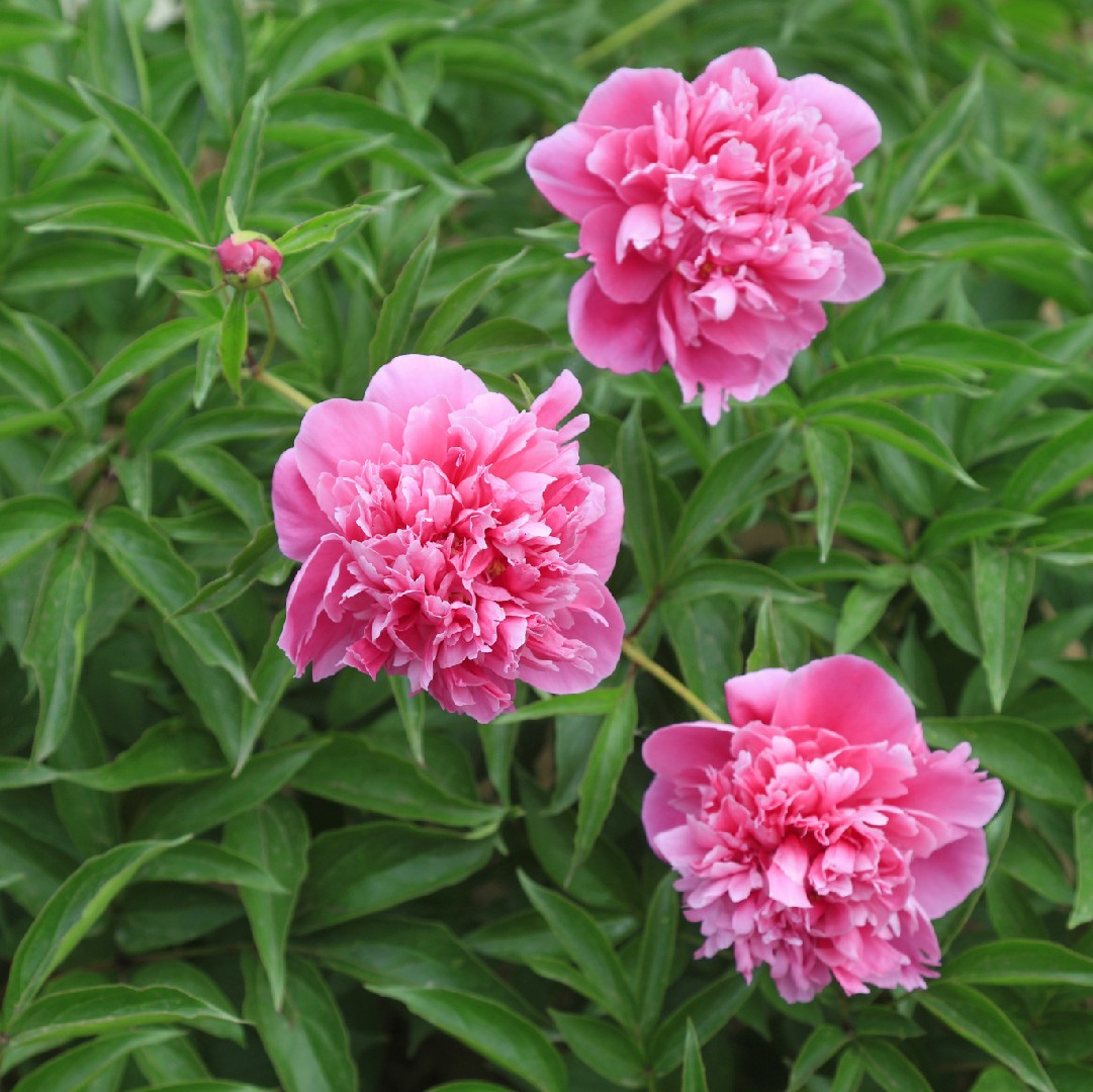 Peonía china (Paeonia lactiflora) - PictureThis