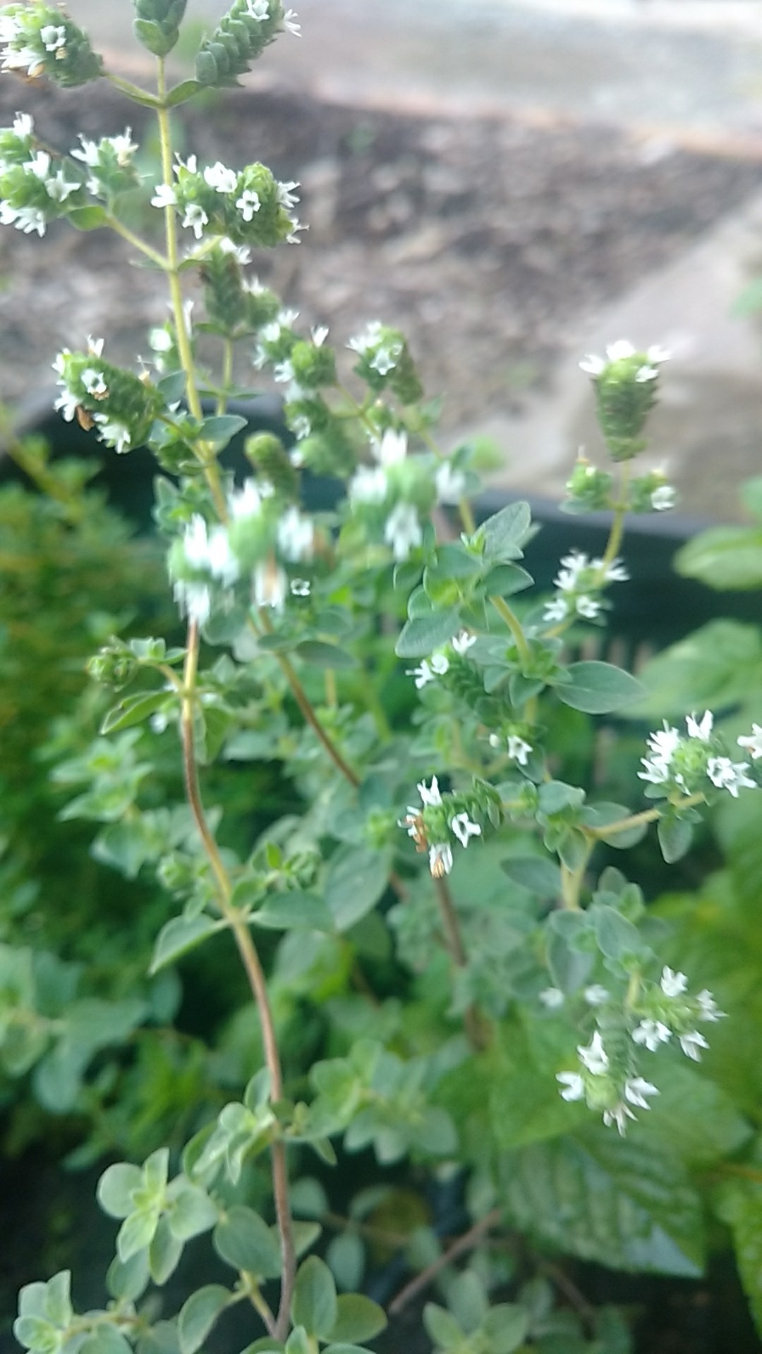 How to identify Sweet marjoram (Origanum majorana)