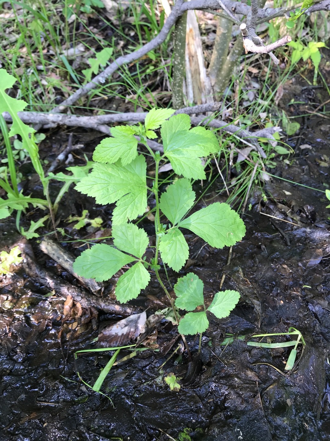 White avens (Geum canadense) Flower, Leaf, Care, Uses - PictureThis