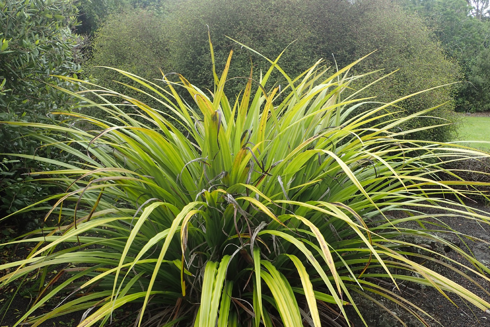 How to Plant and Grow Bush flax(Astelia nervosa)