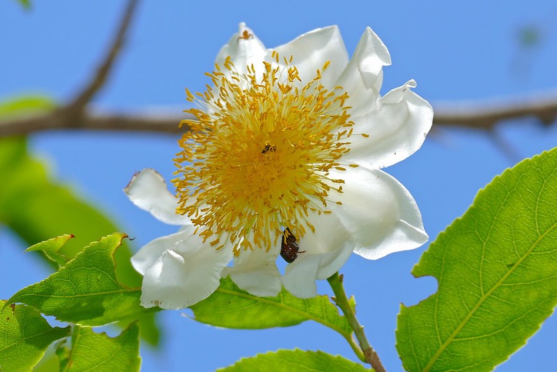 Friedegg tree (Oncoba spinosa) Flower, Leaf, Care, Uses PictureThis