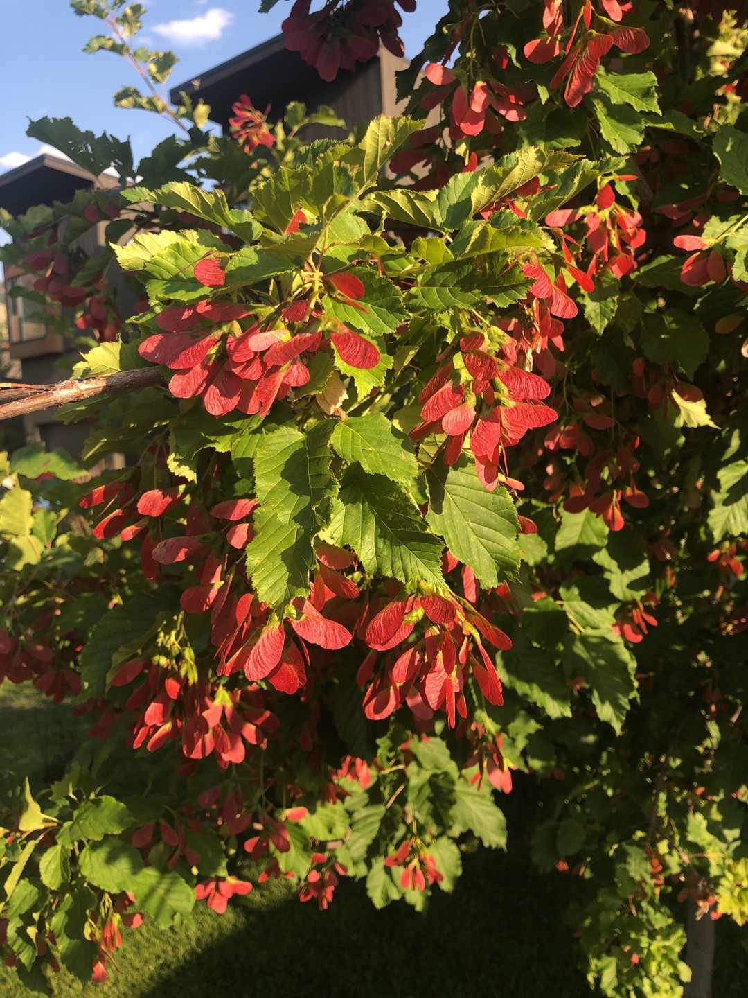 カラコギカエデ（鹿子木楓）の判定方法 (Acer tataricum subsp. ginnala)