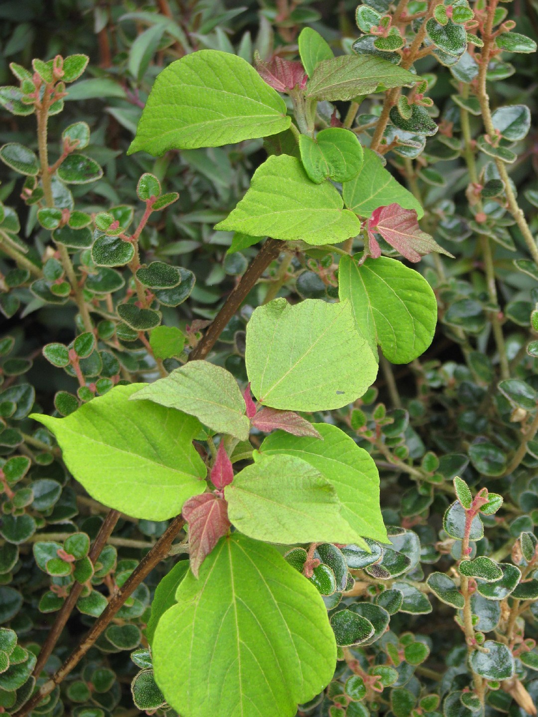 アカメガシワ (Mallotus japonicus) 花言葉,毒性,よくある質問 - PictureThis