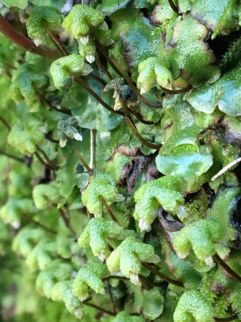 California perianth liverwort (Asterella californica) Flower, Leaf