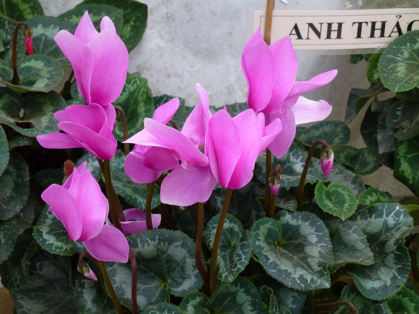 Ciclame-da-pérsia (Cyclamen persicum) - PictureThis