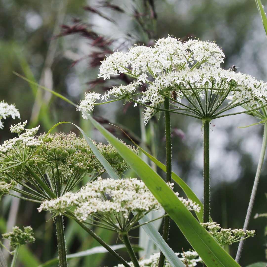 Борщевик (Heracleum)