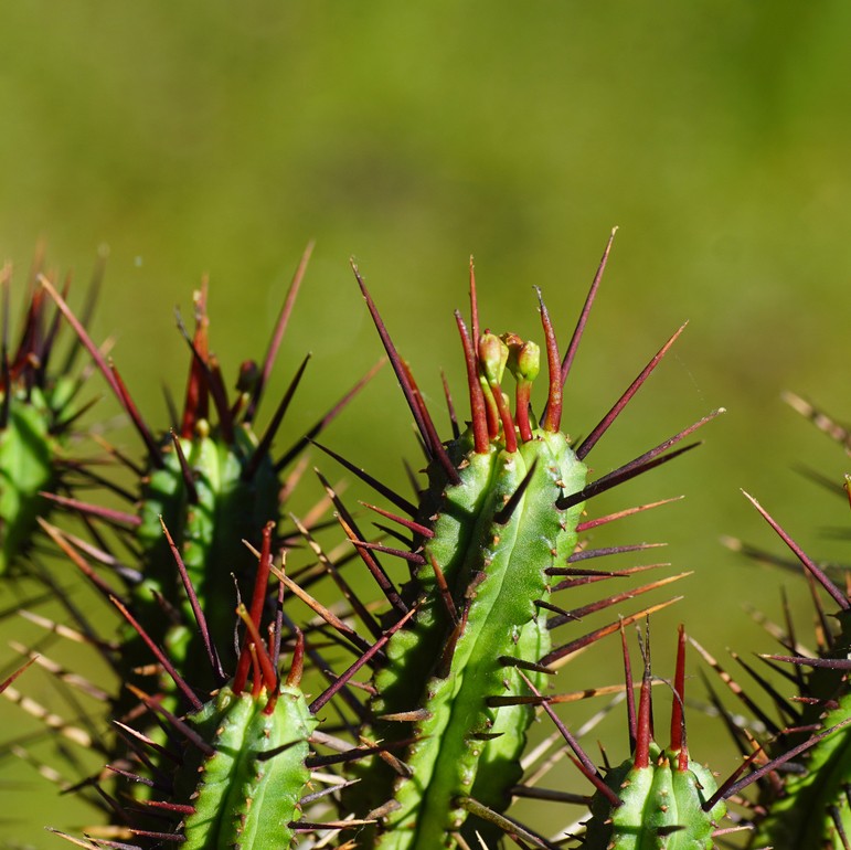 What should I consider when watering my Pincushion euphorbia? PictureThis