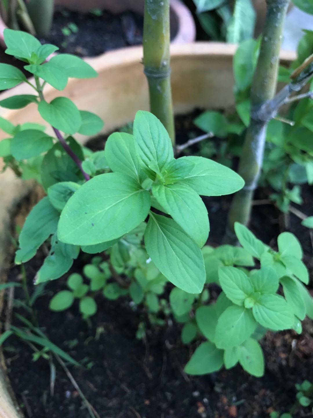 Spermacoce alata PictureThis