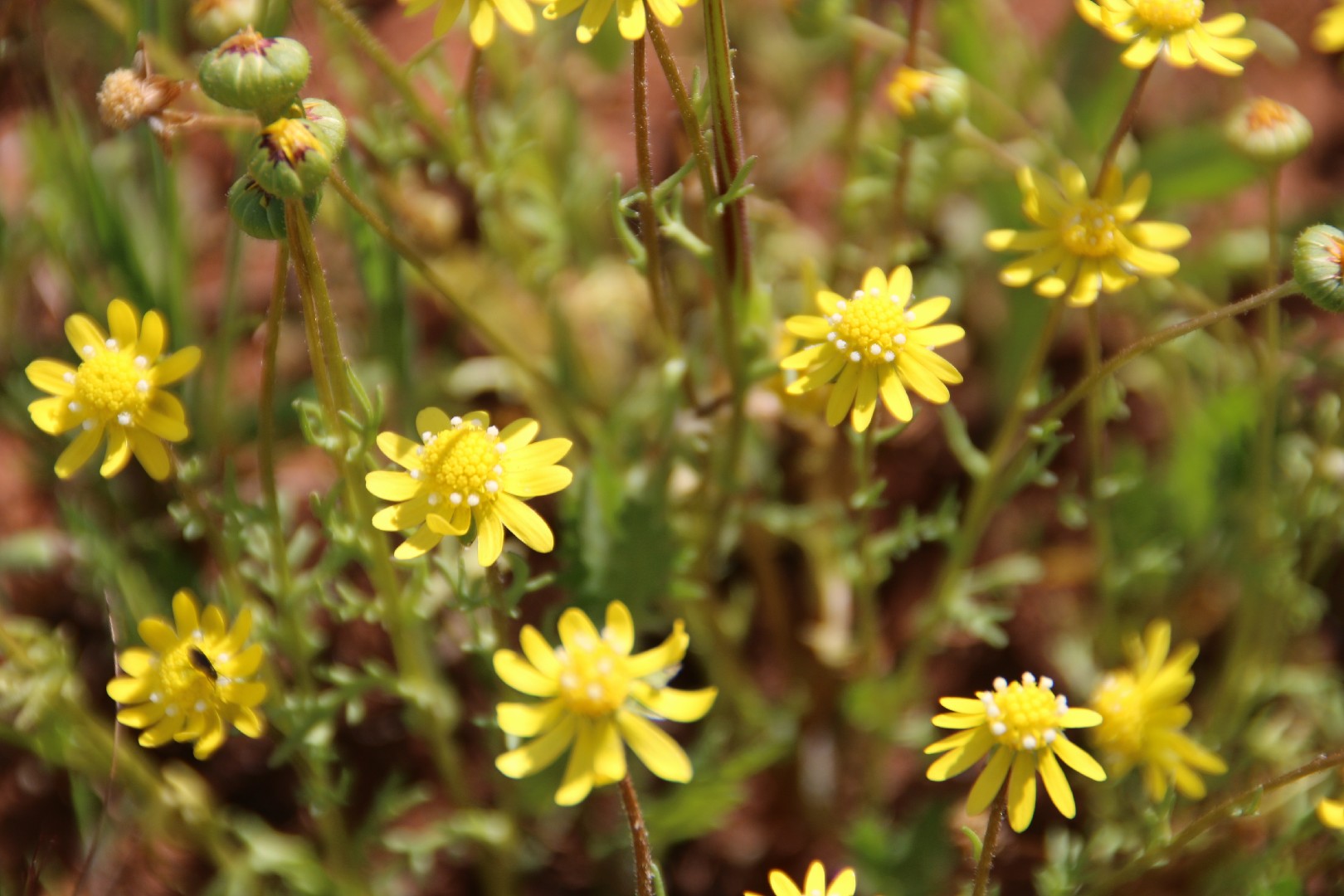 blennosperma-nanum-picturethis