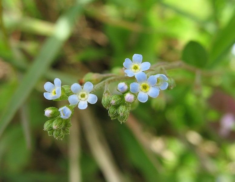 キュウリグサ Trigonotis Peduncularis 花言葉 毒性 よくある質問 Picturethis