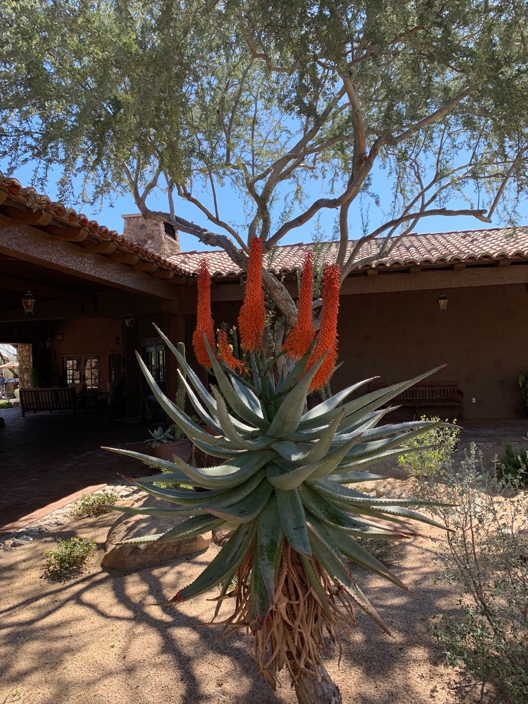アロエ・フェロックスの判定方法 (Aloe ferox)