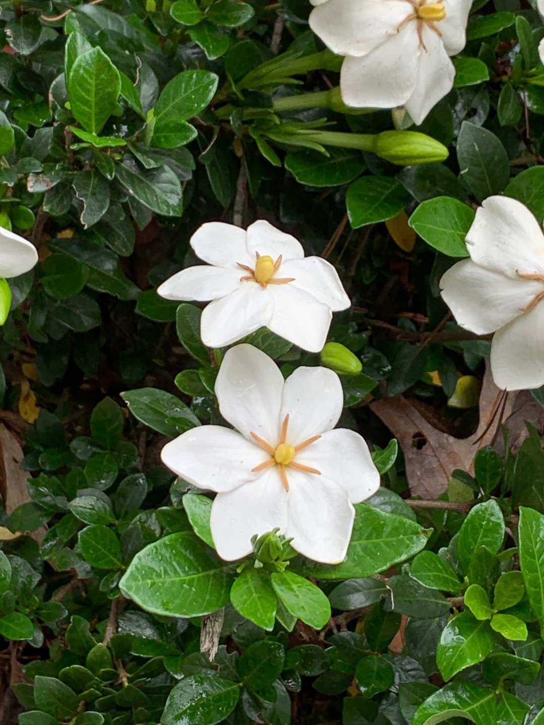 8 Astonishing Facts About Jasmine 