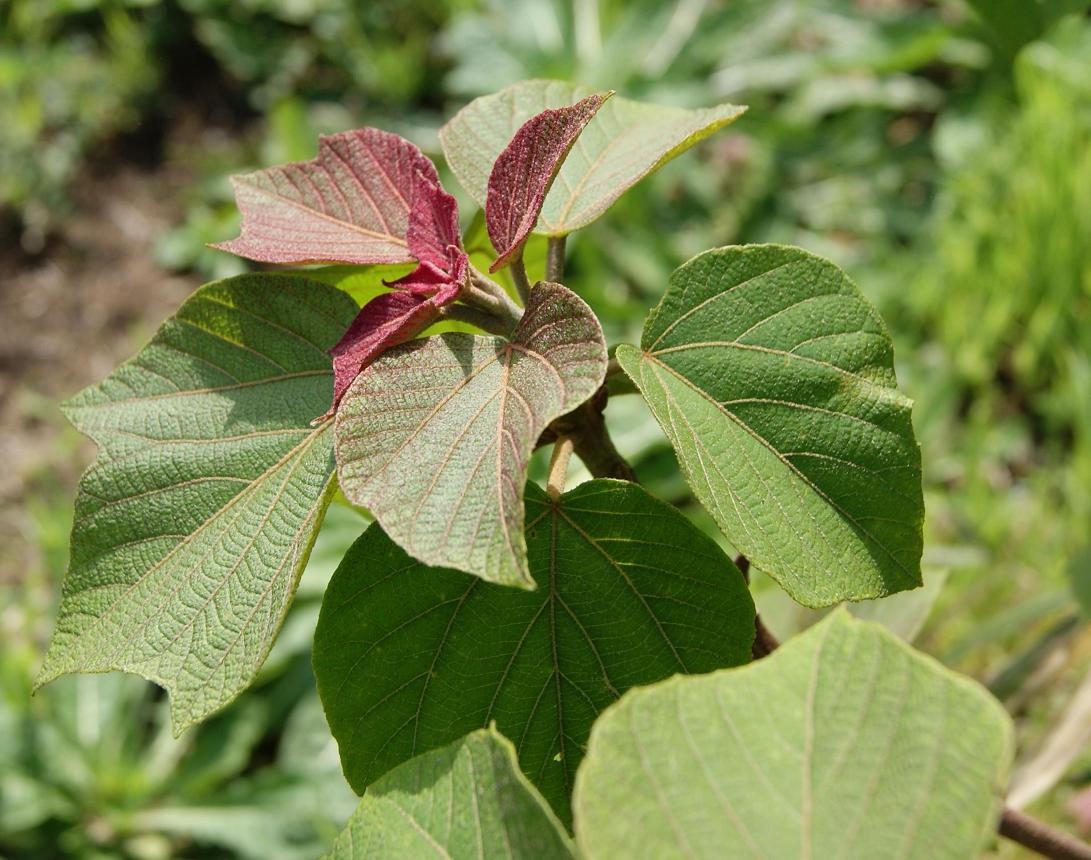 アカメガシワ (Mallotus japonicus) 花言葉,毒性,よくある質問 - PictureThis