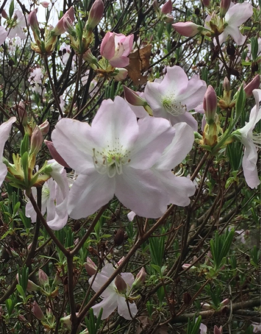 クロフネツツジ（黒船躑躅）の判定方法 (Rhododendron schlippenbachii)