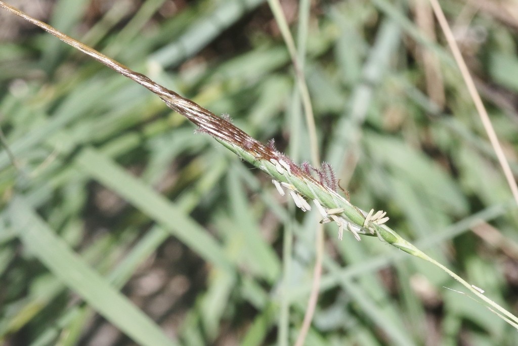 Black speargrass (Heteropogon contortus) Flower, Leaf, Care, Uses ...