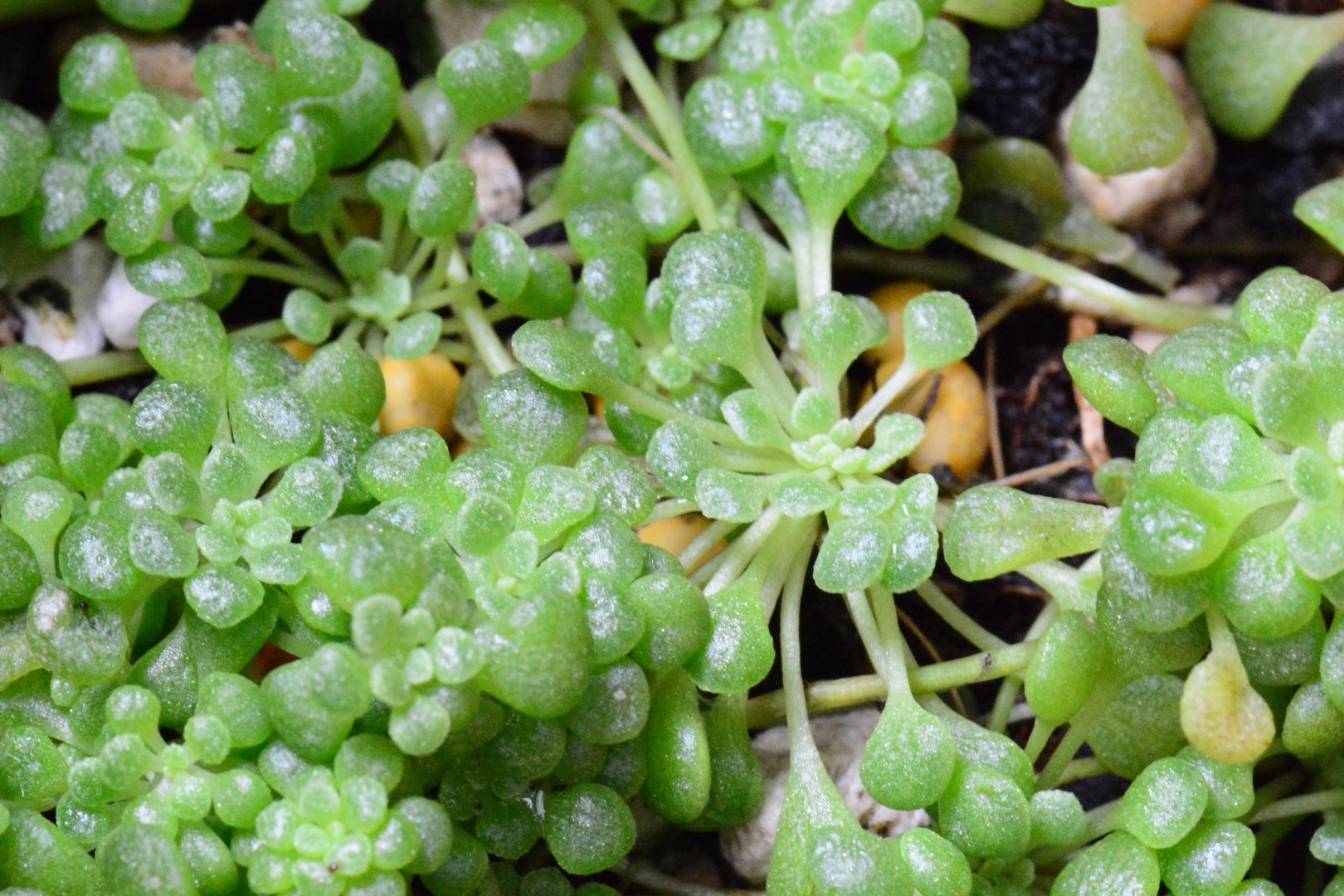 Monanthes brachycaulos PictureThis