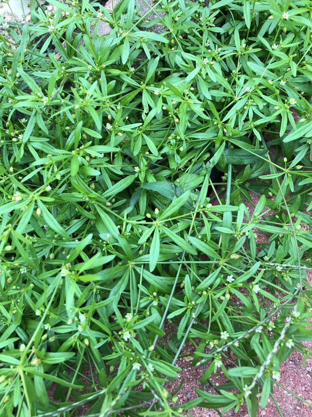 Green carpetweed (Mollugo verticillata) Flower, Leaf, Care, Uses