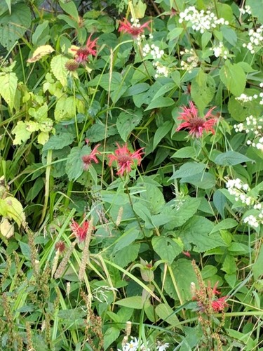 Монарда двойчатая (Monarda didyma) - PictureThis