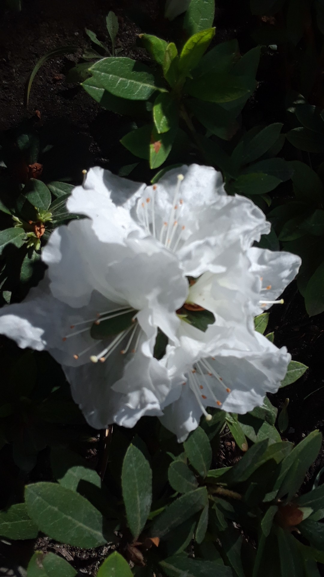 Rhododendron (Rhododendron) - PictureThis