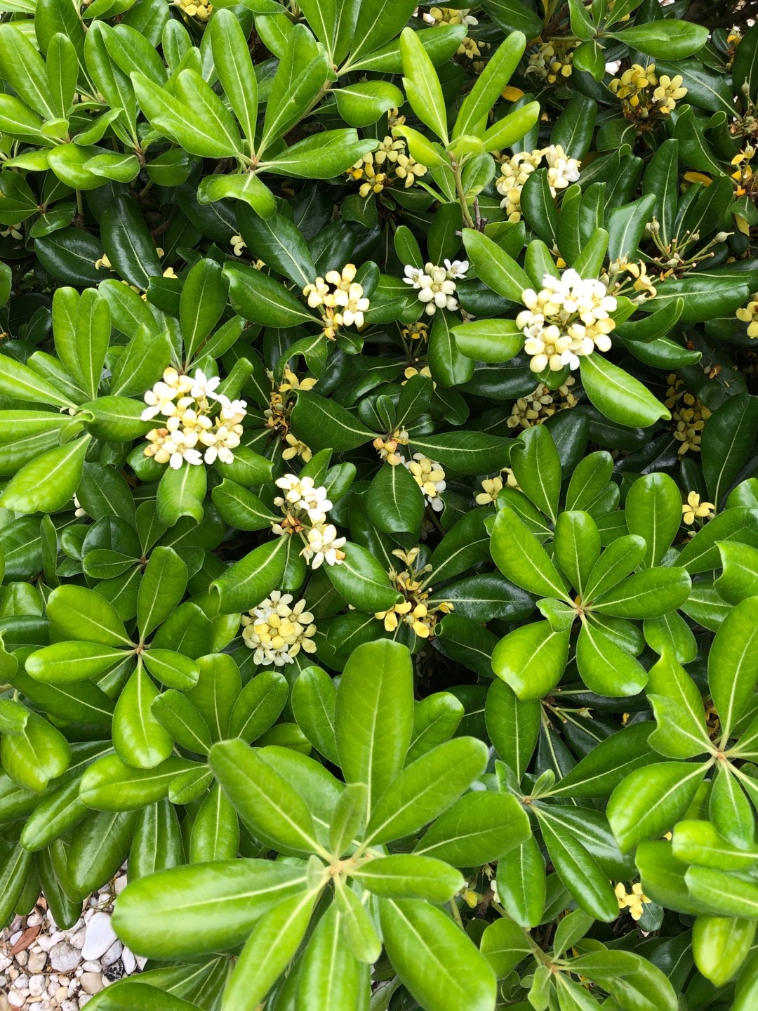 Pittosporum Tobira Nanum PictureThis Pittosporum Tobira Nanum PictureThis